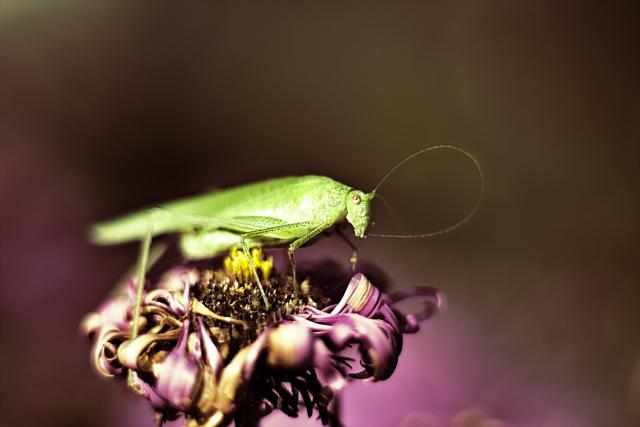 Ein Grashüpfer auf einer verwelkten lila Blüte.