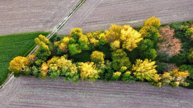 Luftaufnahme von einem kleine Wäldchen das im Sonnenuntergang grün und Gelb leuchtet. Es ist umgeben von umgepflügten Feldern und einem Feldweg der das Bild von Links unten Richtung Bildmitte kreuzt.