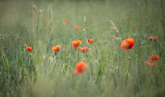 Mohnblumen in einem Feld.