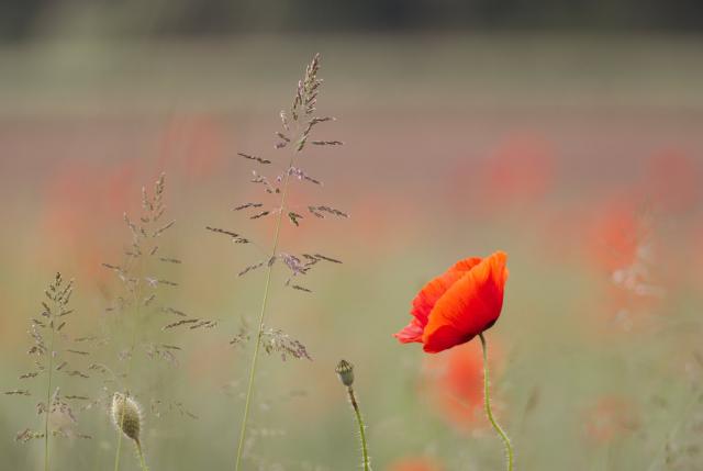 Bild von einer Mohnblume, einer verblühten Mohnblume einer noch nicht blühenden Mohnblume. Dazwischen ein paar Gräser.