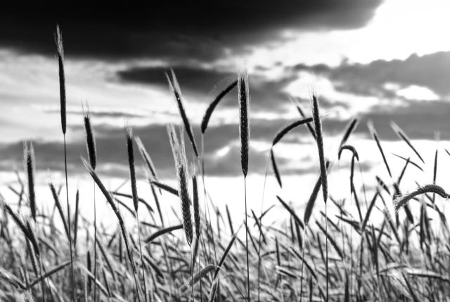 Schwarzweißbild von Roggen Ähren 