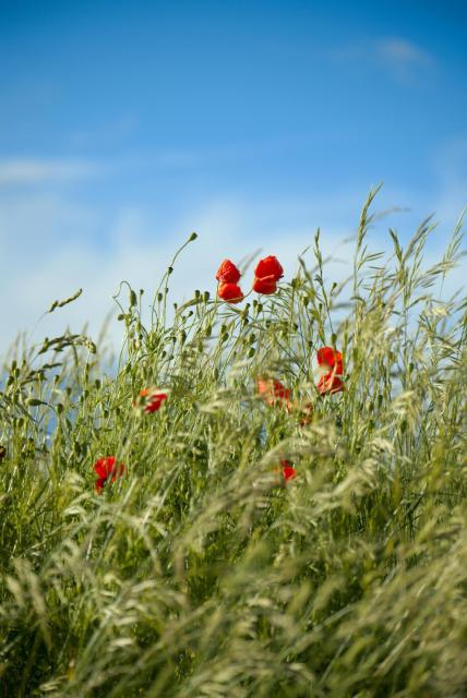 Mohn der dich in einer Wiese im Wind wiegt.