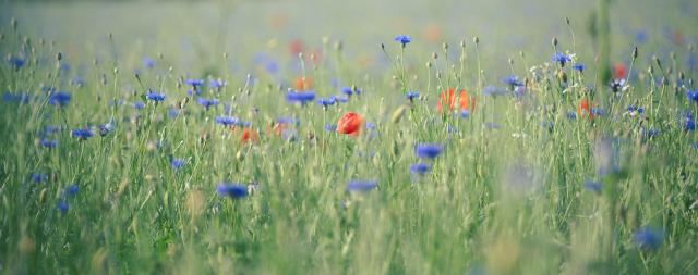 Bild einer Wiese mit blauen Kornblumen und dazwischen ein paar roten Mohnblumen
