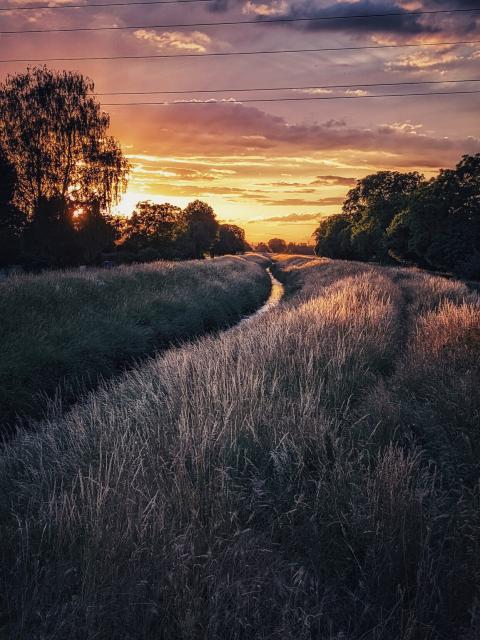 Ein Deich mit Gras bewachsen, Teile davon werden von der untergehenden Sonne angestrahlt. Links und rechts ist das Bild von Bäumen gesäumt die auch die direkte Söhne verdecken. Der Himmel strahlt in vielen Farben von gelb über rot und lila bis leicht blau. Dabei gibt es immer wieder dunklere Wolken am Himmel. Im oberen Teil des Bildes sieht man leider ein paar Stromleitungen