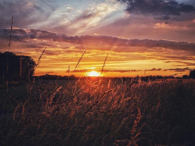 Blick direkt in den orangenen Sonnenuntergang. Im Vordergrund wachsen Gräser und im Mittel sowie Hintergrund liegen Felder. Der Himmel verläuft von orange nach blau und es gibt unterschiedlich dunkle Wolkenbänder am Himmel
