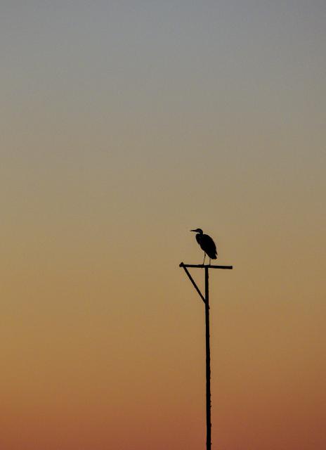 Ein sehr minimalistisches Bild. Der Hintergrund ist ein vom Sonnenuntergang blau bis orange gefärbter Himmel. Im Vordergrund sieht man nur als schwarze Silhouette einen Vogelsitz auf dem ein Graureiher seitlich sitzt. 