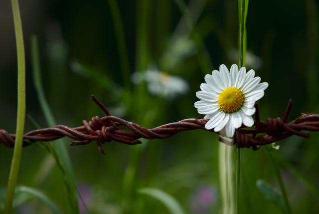Eine Margerite in Nahaufnahme die direkt über einem rostigen Stacheldrahtzaun ist. Im Hintergrund sind weitere Teile der Wiese unscharf erkennbar.