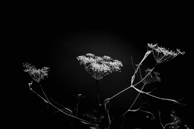 Schwarz-Weiß Bild von Fenchel Blüten vor einem schwarzen Hintergrund.