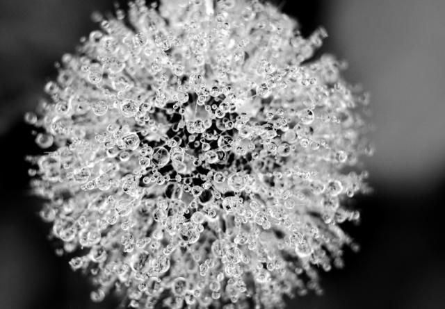 Nahaufnahme einer Pusteblume mit unendlich vielen kleinen Wassertropfen. Bild ist Schwarz-Weiß.