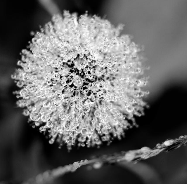 Nahaufnahme einer Pusteblume mit unendlich vielen kleinen Wassertropfen. Bild ist Schwarz-Weiß. Darunter ein Grashalm