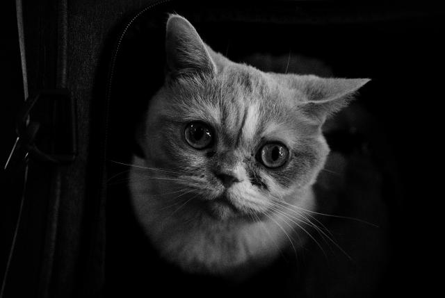 Schwarz-Weiß Bild einer Katze die aus ihrer Tasche genau in die Kamera schaut.