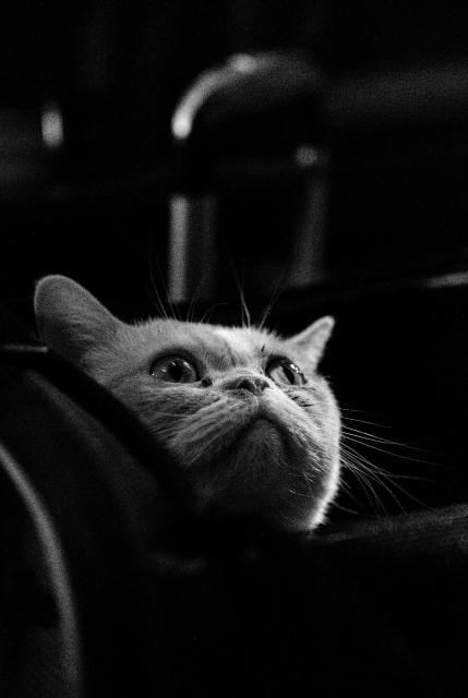 Schwarz-Weiß Bild einer Katze die aus einer Tasche nach oben guckt.