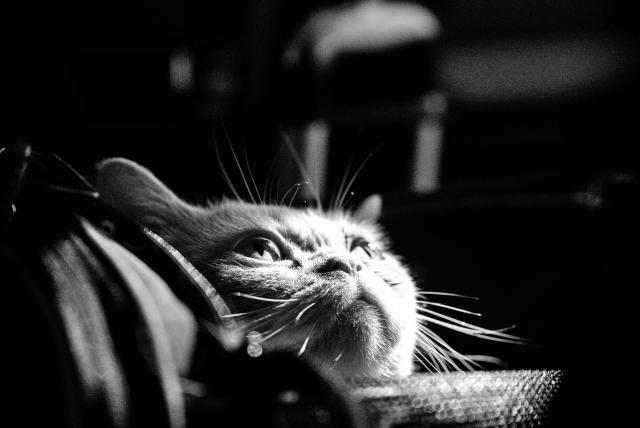 Schwarz-Weiß Bild einer Katze die aus einer Tasche nach oben schaut und deren Gesicht dabei von einem Sonnenstrahl angeleuchtet wird.