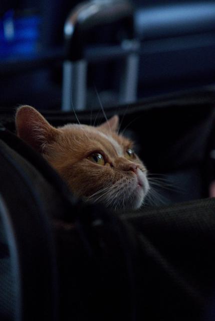 Farbbild einer Katze mit orange-beigem Fell die aus einer Tasche zur Seite guckt.