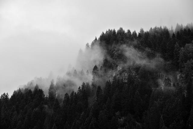 Schwarz-Weiß Bild. Man sieht einen Wald und Bäume an einem Berg. Dazwischen Wolkenfetzen und etwas Fels.