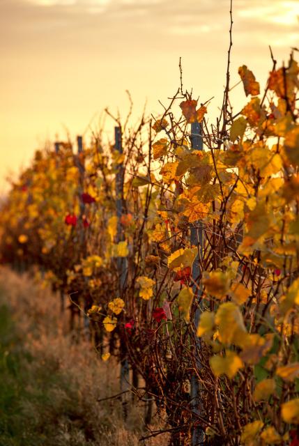 Eine Reihe Weinreben mit Blättern in Gelb, Orange und Rot Tönen. Alles ist in ein gelblich, herbstliches Licht gehüllt, das selbst den Himmel mehr Gelb als Blau oder Grau färbt. Es hat eine Warme Atmosphäre. 