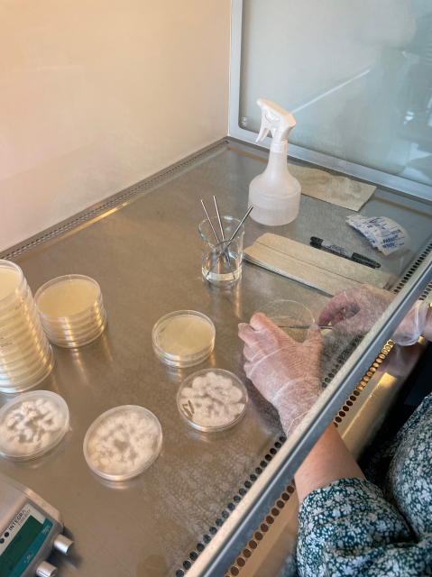 Picture from the lab of a person inoculating new petri dishes with Beauvaria Bassiana fungi. 

There is a table covered in the front by a glass barrier (safety hood). The glass stops about 15 cm from the top of the table. The table is metal, and on it are two stacks of petri dishes and some loose petri dishes scattered on the table with white fungi growing in them. Other items include a clear spray bottle (70% alcohol for disinfecting) a pen for marking, some yellow paper towels and a flask holding some metal tools.

Visible is are the gloved hands and arms of the person working. Her hands are slipped under the glass barrier, and she has a small metal tool in her hand and is transfering the fungi to a new petri dish. Her shirtsleaves are blue with small flowers.