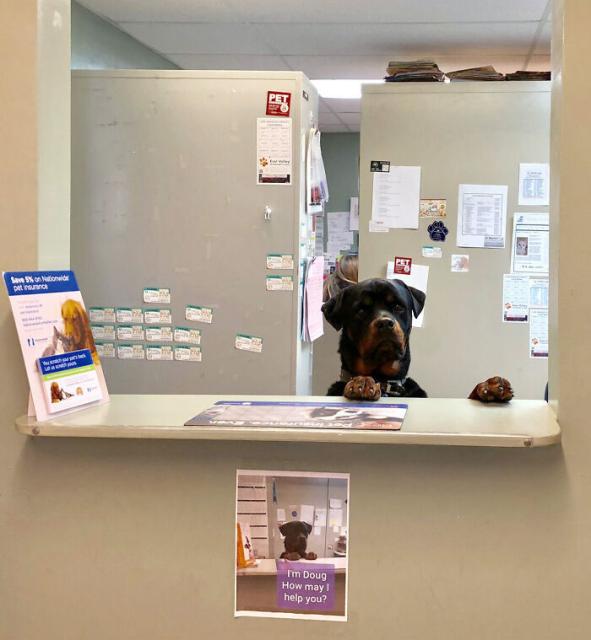 doggy receptionist