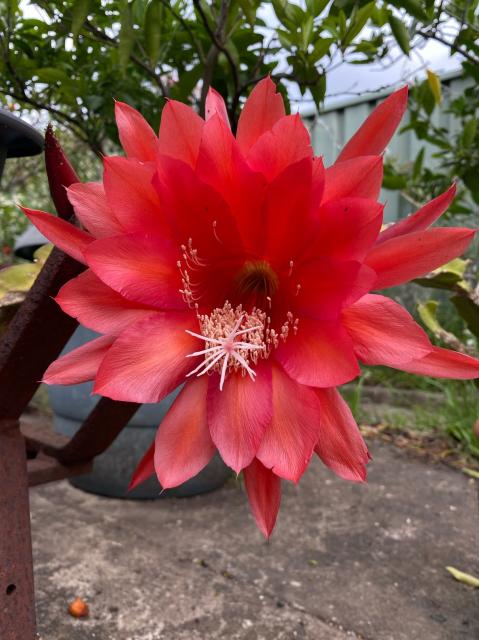 Close up of huge red Queen of the Night cactus flower with multiple petals, pale stamens and a central whitish stigma which is like a branching bunch of white stamens. 