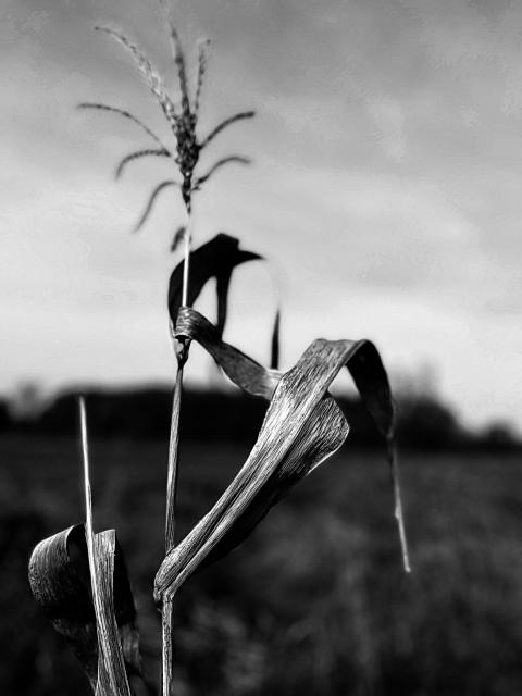Black and white of line shriveled corn stalk, background trees, sky blurry.