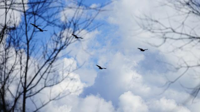 Five crows soar behind leafless trees with patches of blue sky and fluffy clouds. 