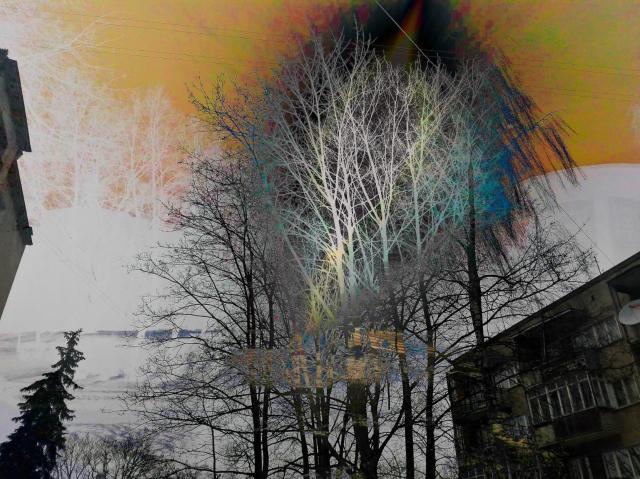 MY yard, trees filtered in rgb colours photo manipulation of late autumn 
