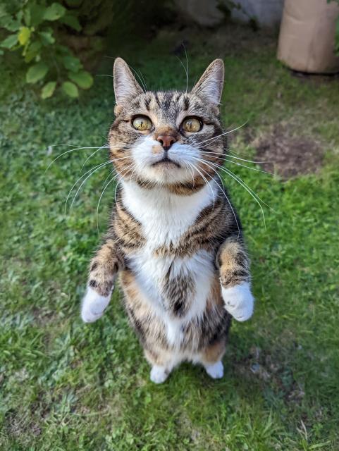 it's my lovely little tabby cat in my garden. she's stood on the grass but just on her back legs in a vaguely human stance. she is looking expectantly and you can see her lovely white belly and socks