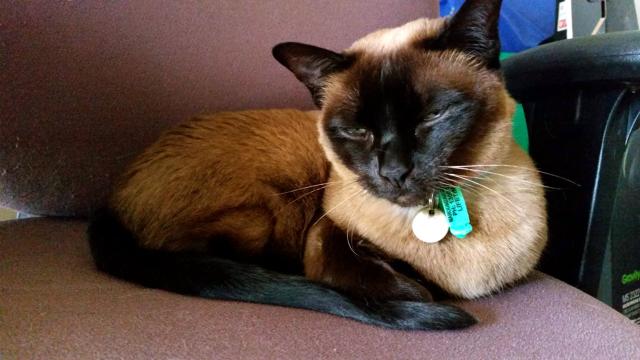 Moki on my office chair