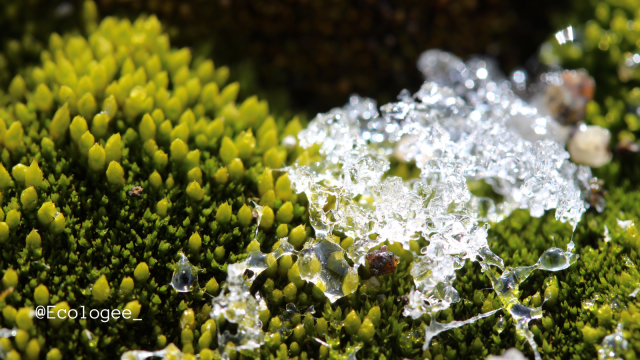 Green Bryum moss with ice shard from Antarctica