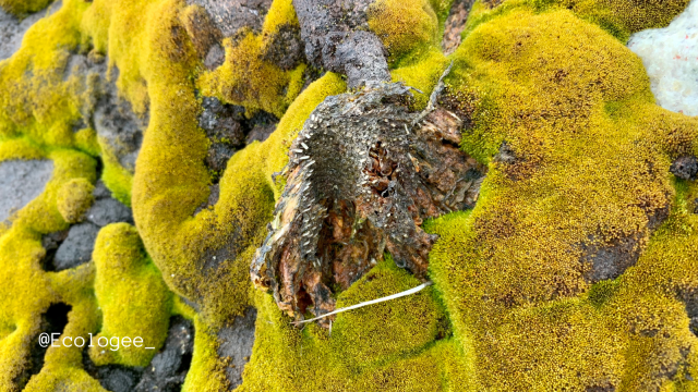 Neon green moss bed encrusting a chunk of former pengiun with pin feathers in Antarctica