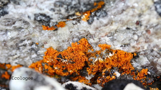 Orange Xanthoria lichen on a quartz rock in Antarctica 