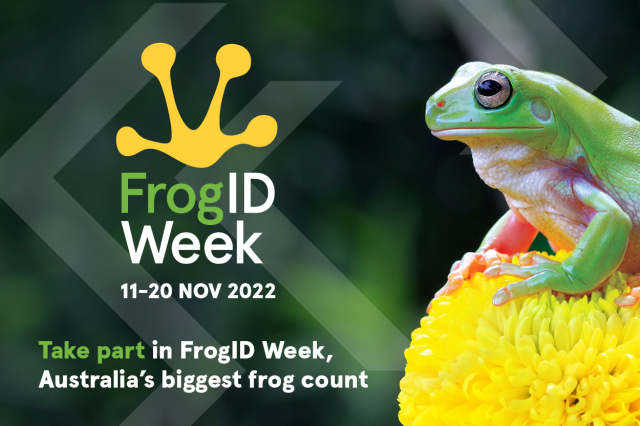 FrogID Week 11-20 Nov 2022, poster. 