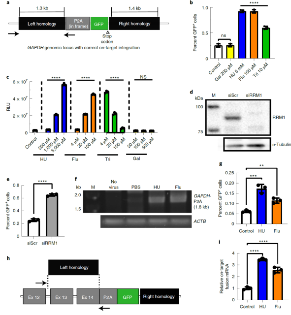 Figure showing increased green fluorescent protein CRISPR knock-in with use of ribonucleic reductase inhibitor fludarabine