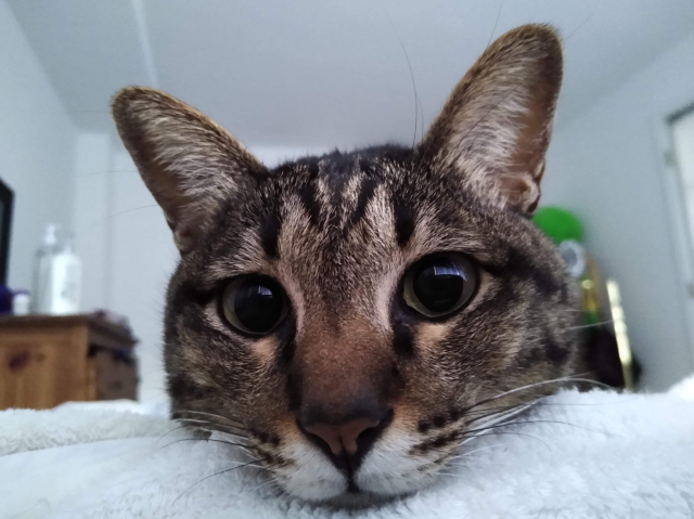 Extreme close up of a brown tabby cat with large eyes