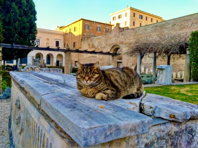 A contended looking tabby cat is sitting with its paws tucked in and eyes closed on top a large stone slab in the grounds of a museum, with some terracotta coloured buildings and trees behind it.
