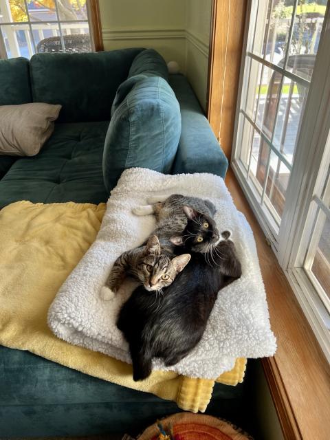 Two cats on a blanket looking at the photographer