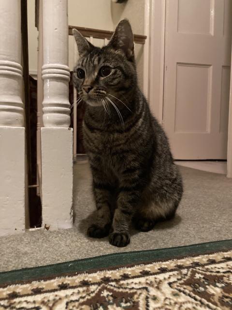 Tabby cat sat neatly next to some white banisters. 