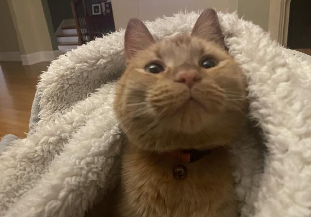 An orange tabby cat wrapped in a Sherpa blanket