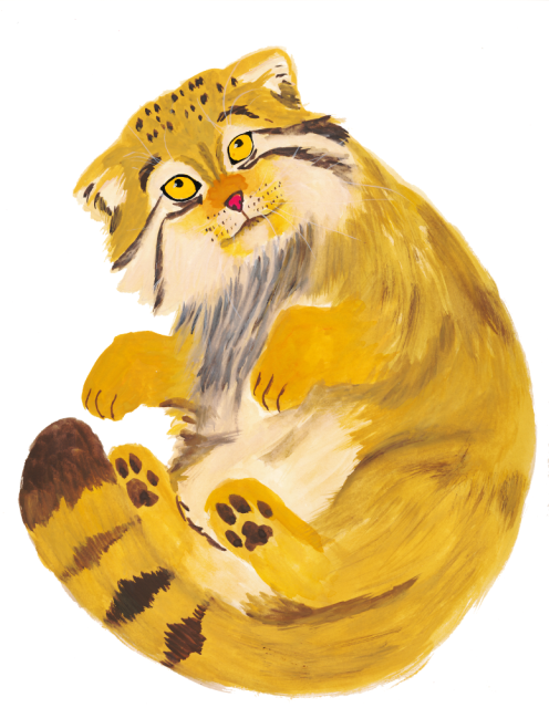 Gouache painting of a manul with its body slightly curled up