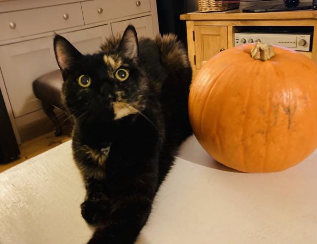 A dark tortoiseshell cat lying beside a pumpkin looking beseechingly up at her owner.