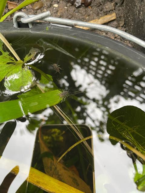 A pond in a black bucket, there is a small grey crustacean sitting on the end of a long green iris leaf, and another is perched behind on the inside wall of the bucket 