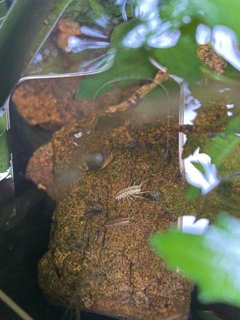 Three crustaceans sitting in a triangle formation on a submerged rock. The smallest is dark almost black, then a lighter brown one and the largest is almost white. All three have a brown stripe down the centre from head to butt