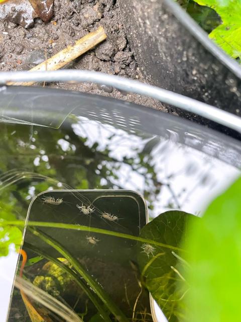 5 of them, all white-ish, are perched on the inside wall of the bucket facing in different directions. They have 2 pairs of fanned out whisker-looking structures I think at the back end but I haven’t fully worked that out. There is one more at the bottom almost hidden under the stem of a submerged plant apart from 5 pairs of white legs clinging on and 2 antennae