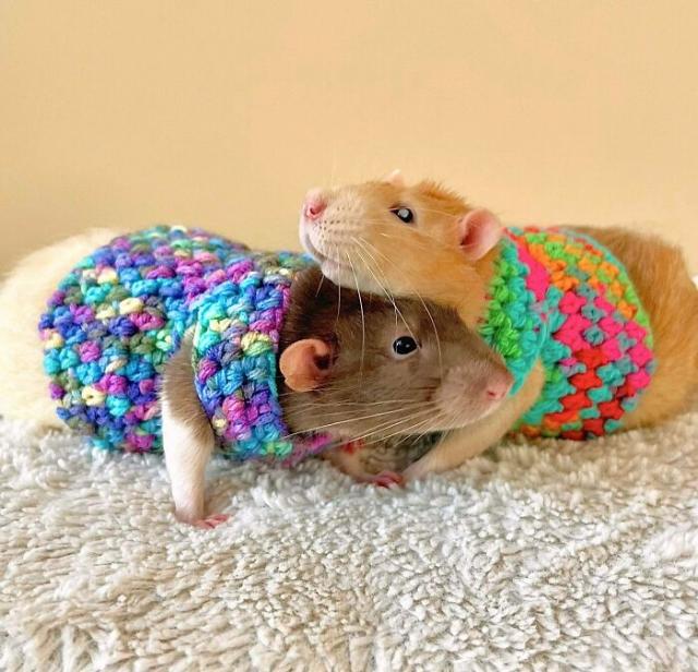 rats in knitwear