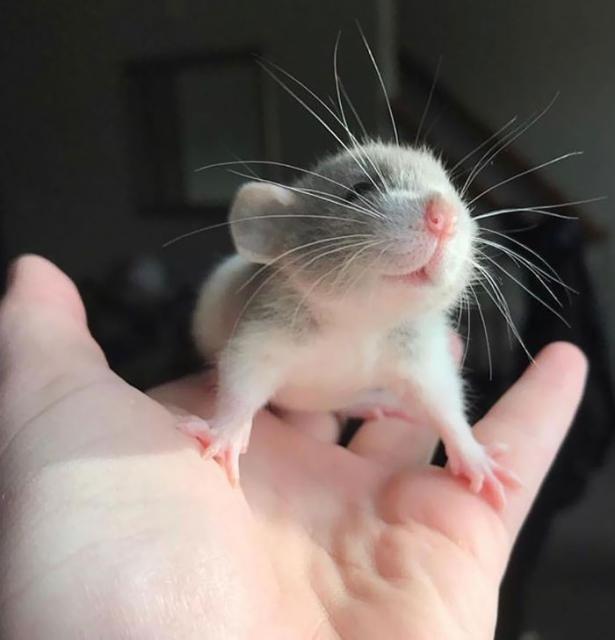 baby rat