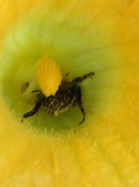 Close-up of a bumblebee in a squash flower. The bee is covered with yellow pollen.