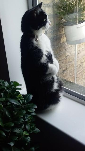 Black and white cat standing on their hind legs by a window