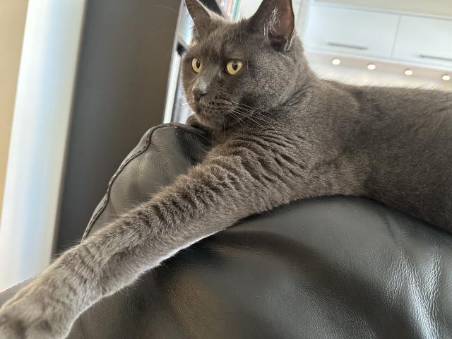 Grey cat with yellow eyes lounging on the back of a sofa, with one of her arms extended 