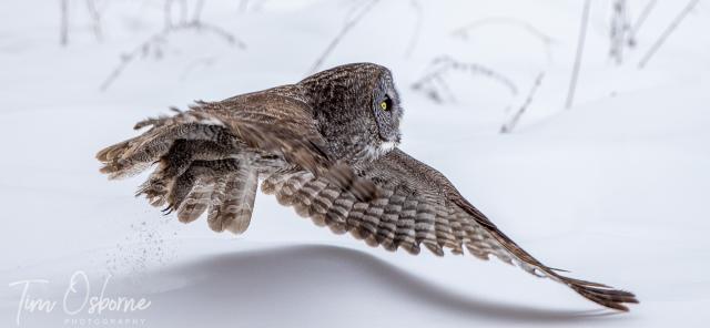 A Great Grey Owl flies just above the snow after taking off. Their shadow can be seen in the contours of the snow below. 