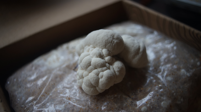 Bubbly white mushroom spunge growing out of a box of medium.